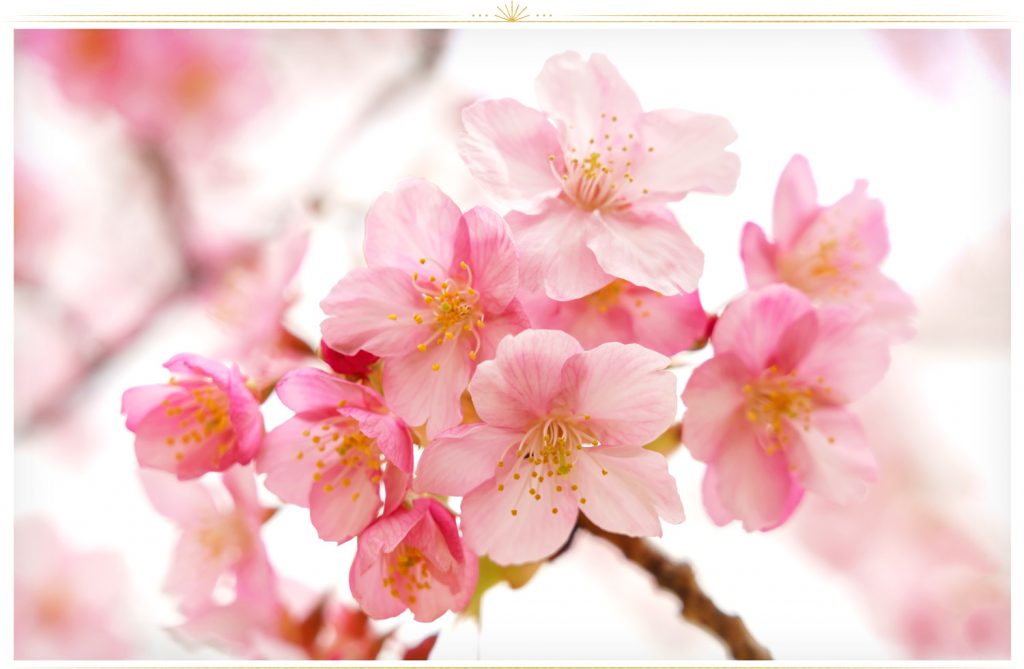 بدانید چه زمانی به کدام گل رنگی بدهید 4 Pink flowers to greet someone on a happy occasion