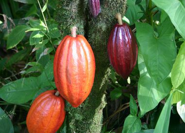 تقاضای کاکائو افزایش می یابد