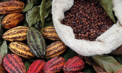 طعمی بین المللی