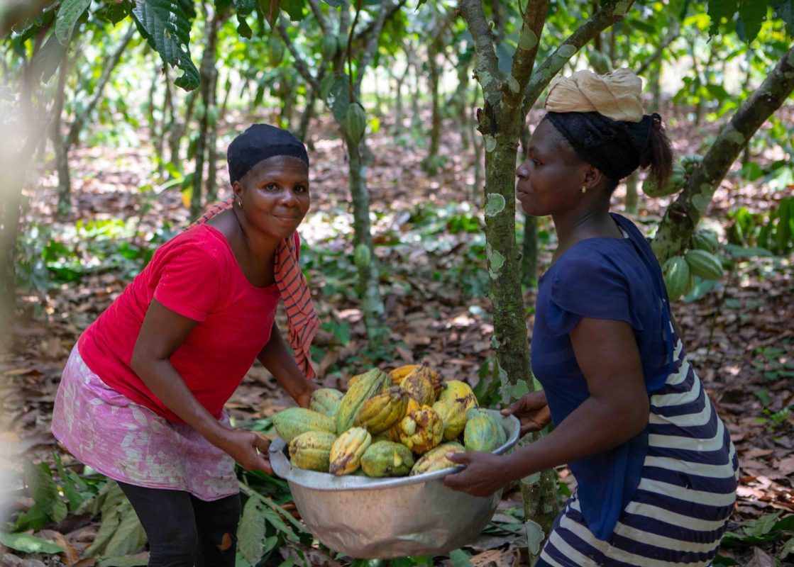 کنفرانس پایدار کاکائو Chocoa ، توجه جدی به گرفتاری فوری "کشاورزان نامرئی" را نشان می دهد