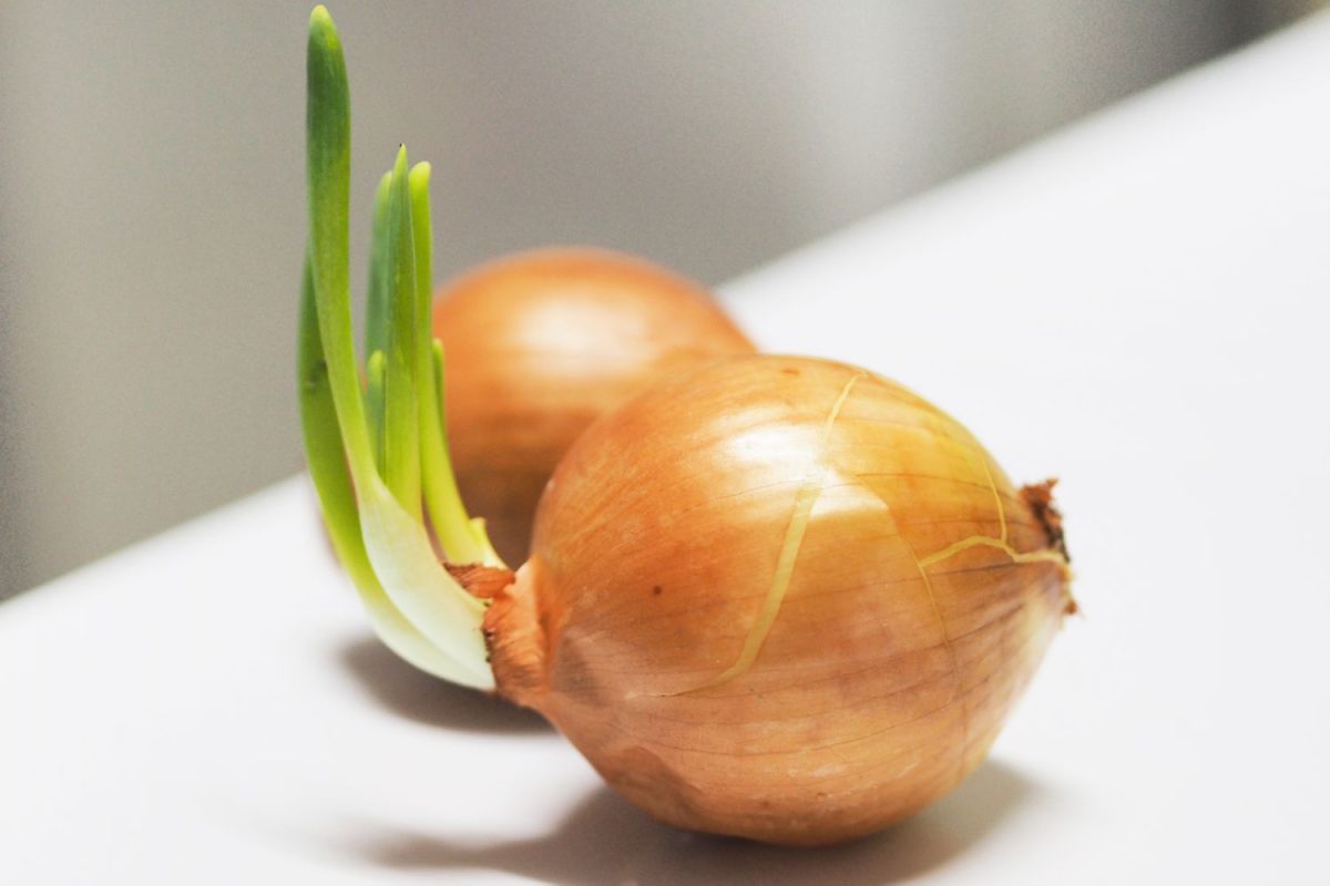 Sprouted onion on a white surface